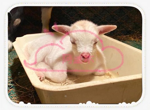 迷你世界中怎么养羊